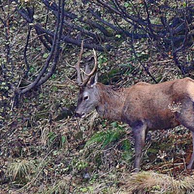 Cerfs Vanoise