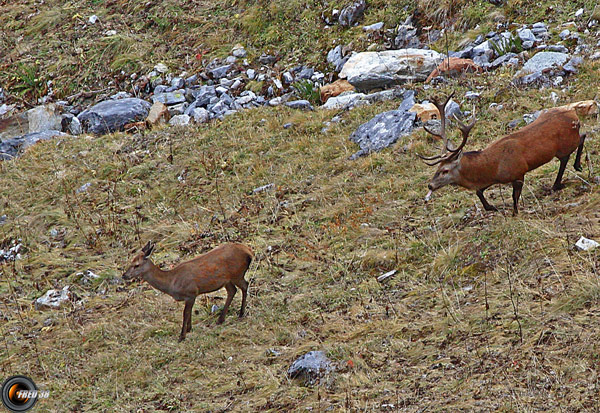 Cerfs Vanoise