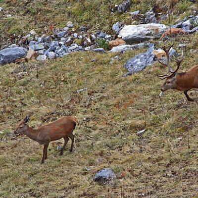 Cerfs Vanoise