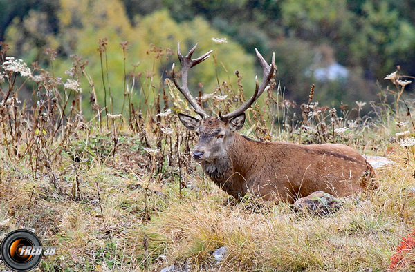 Cerfs Vanoise