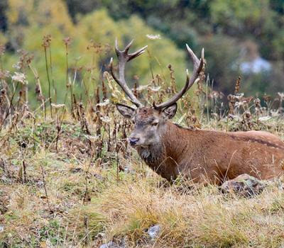 Cerfs Vanoise