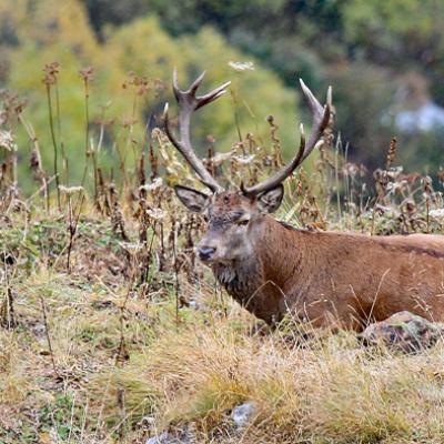 Cerfs Vanoise