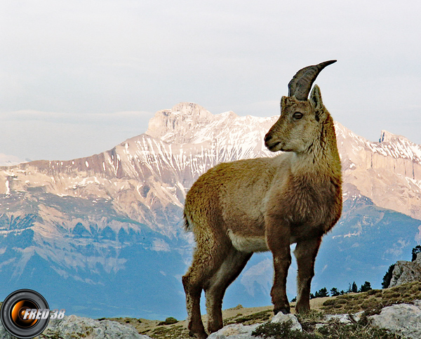 Bouquetins Vercors