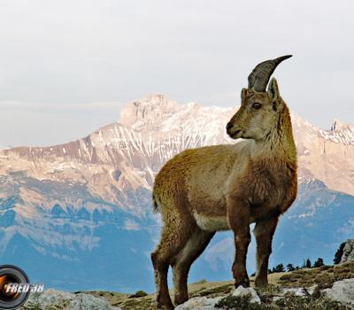 Bouquetins Vercors