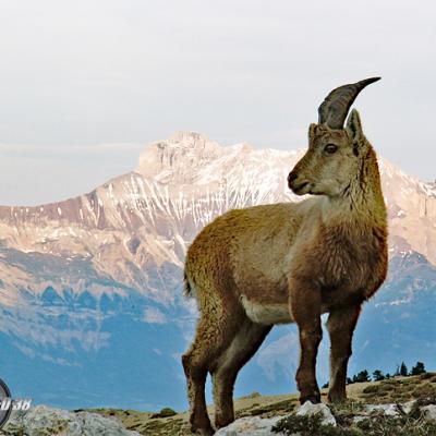 Bouquetins Vercors