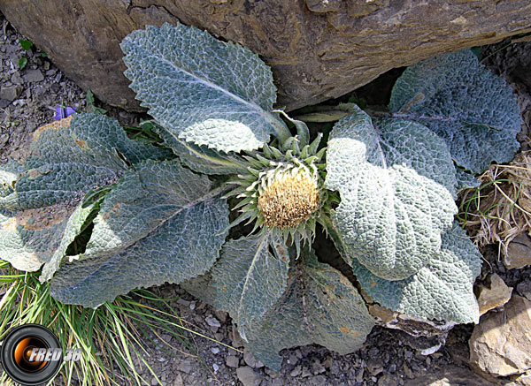 Bérardie laineuse_Ubaye