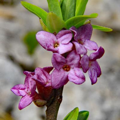Bois joli2_Vercors