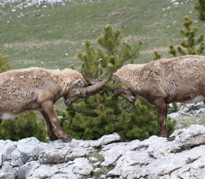 Bouquetins  Vercors