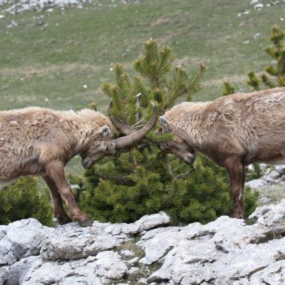 Bouquetins  Vercors