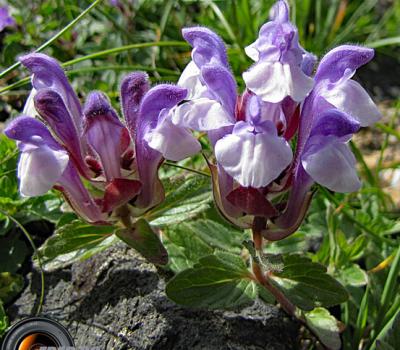 Brunelle hastée_Ecrins