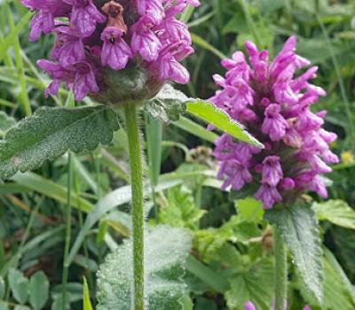 Brunelle à grande fleurs_Lauzière