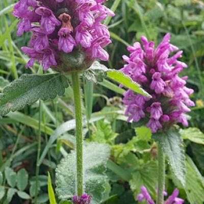 Brunelle à grande fleurs_Lauzière