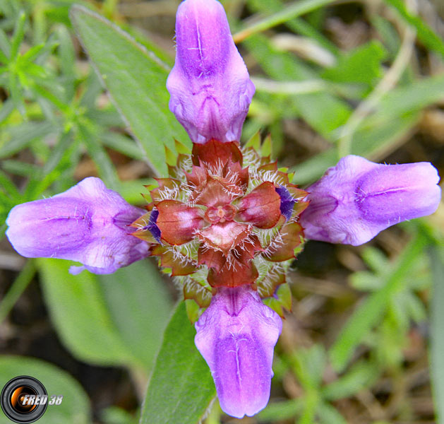 Brunelle à grandes fleurs2_Dauphiné