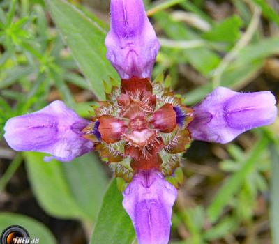 Brunelle à grandes fleurs2_Dauphiné