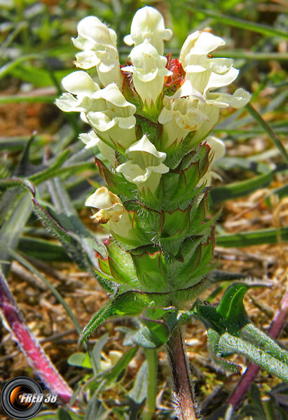 Brunelle blanche_Dauphiné