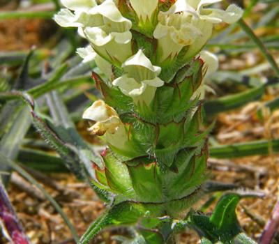 Brunelle blanche_Dauphiné