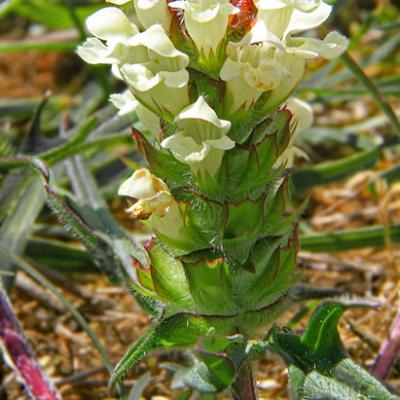Brunelle blanche_Dauphiné