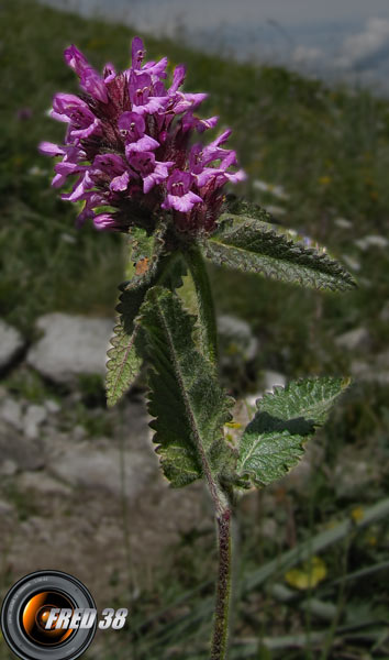 Brunelle commune_Lauzière