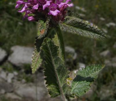 Brunelle commune_Lauzière