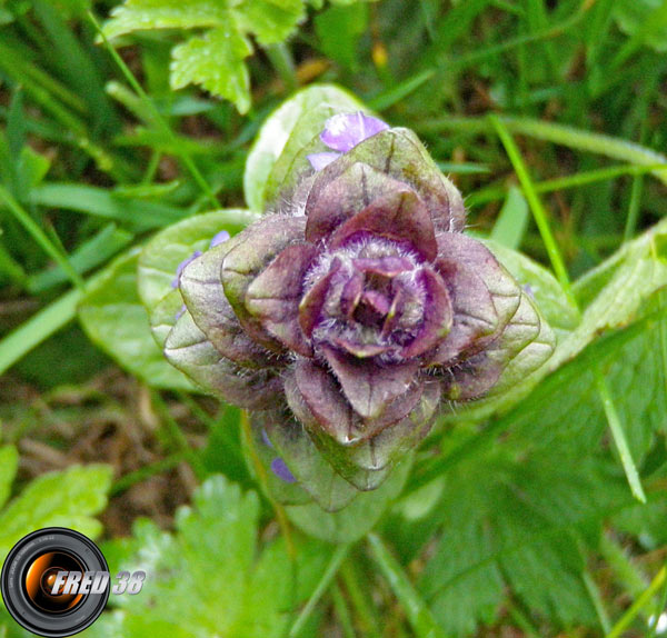 Bugle en pyramide_Belledonne