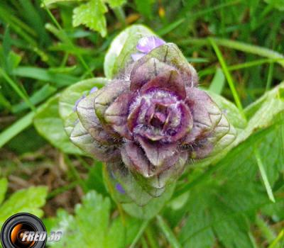 Bugle en pyramide_Belledonne