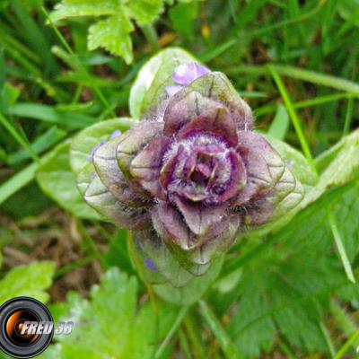 Bugle en pyramide_Belledonne