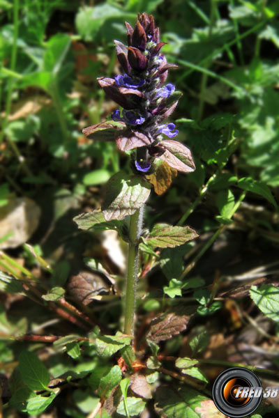 Bugle rampant1_Vercors