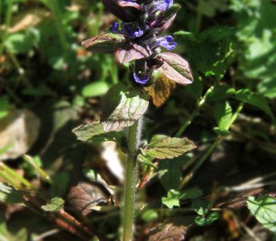 Bugle rampant1_Vercors