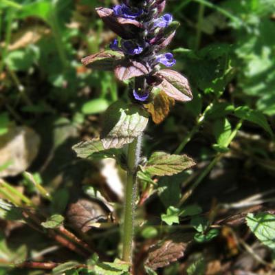 Bugle rampant1_Vercors