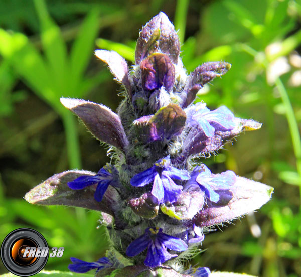 Bugle rampant2_Vercors