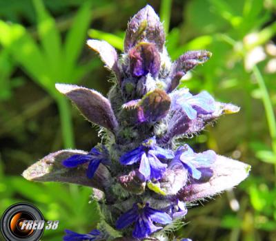 Bugle rampant2_Vercors