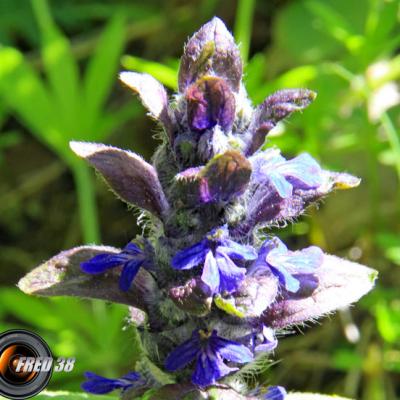 Bugle rampant2_Vercors