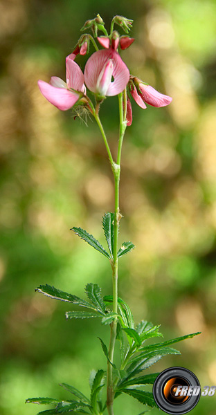 Bugrane buissonante_Baronnies