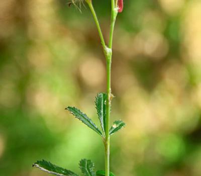 Bugrane buissonante_Baronnies