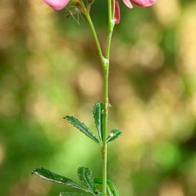 Bugrane buissonante_Baronnies