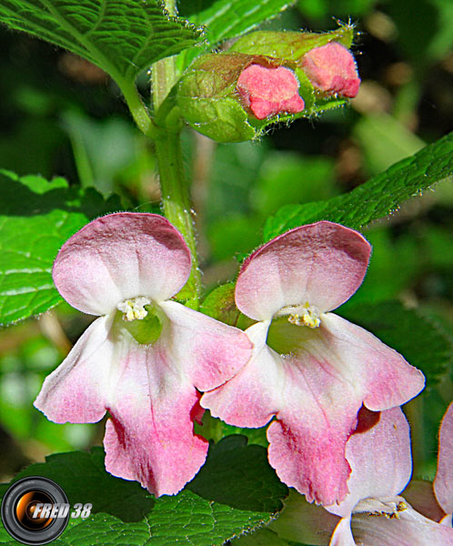 Calament à grandes fleurs_Dauphiné