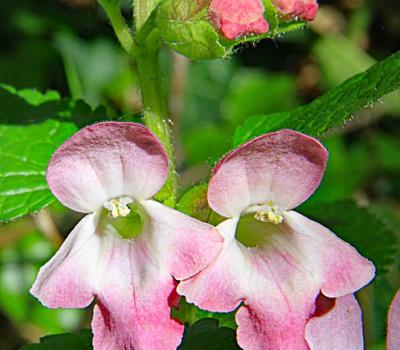 Calament à grandes fleurs_Dauphiné