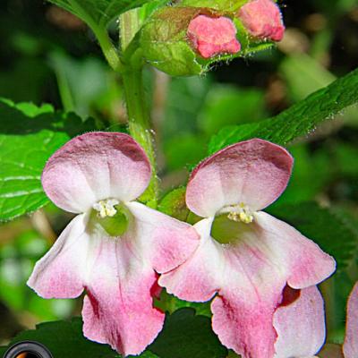 Calament à grandes fleurs_Dauphiné