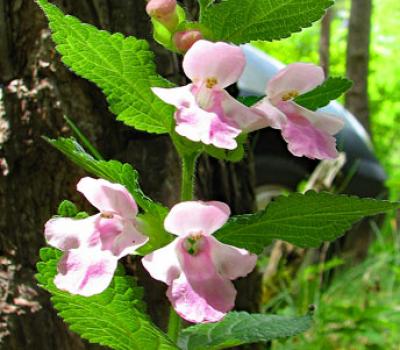 Calament à grandes fleurs_Dévoluy