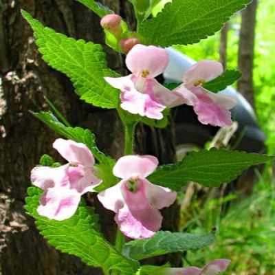 Calament à grandes fleurs_Dévoluy