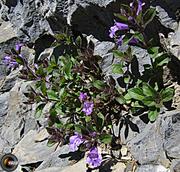 Calament des Alpes_Matheysine