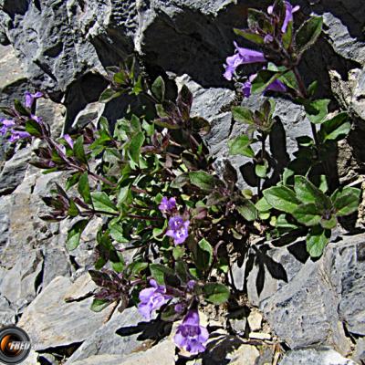 Calament des Alpes_Matheysine