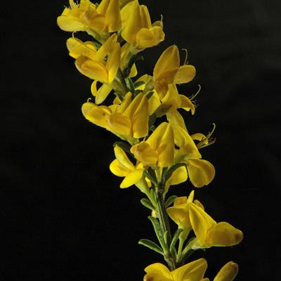 Calicotome épineux_Dauphiné