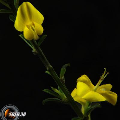 Calicotome épineux2_Dauphiné