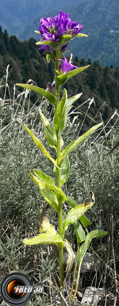 Campanule agglomérée_Chartreuse