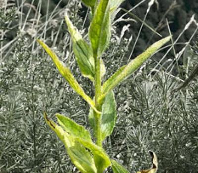 Campanule agglomérée_Chartreuse