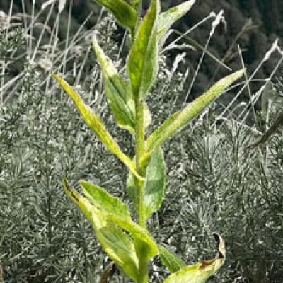 Campanule agglomérée_Chartreuse