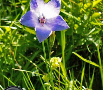 Campanule alpestre_Lauzière