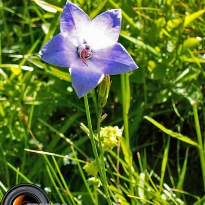 Campanule alpestre_Lauzière