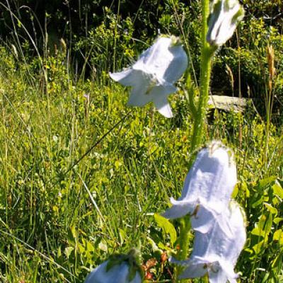 Campanule barbue_Lauzière